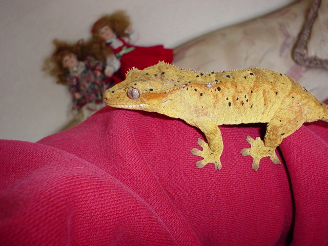 Crested Gecko