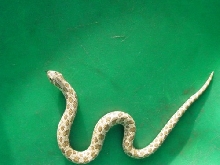 Hypo Yellow Hog