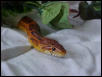 Fred1