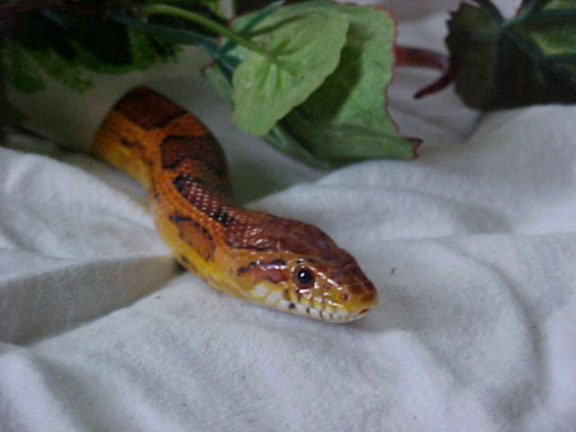 Fred1
