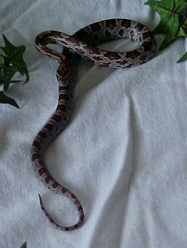 yearling2