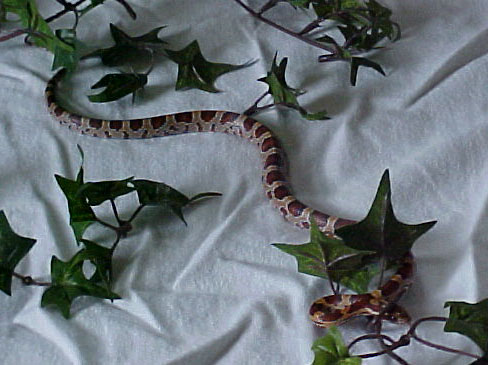 yearling3