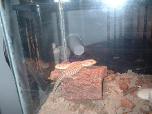 before the savannah enclosure