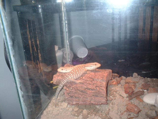 before the savannah enclosure