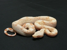 albino