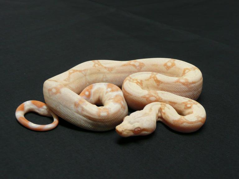 albino