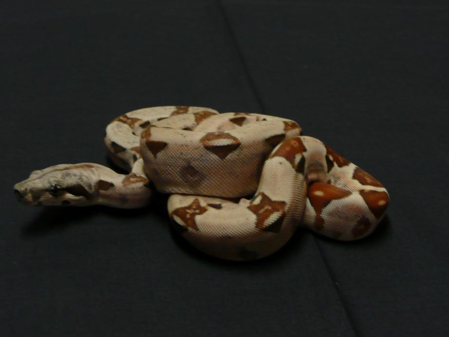 hypo poss.