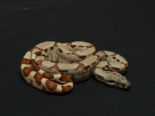 hypo het
