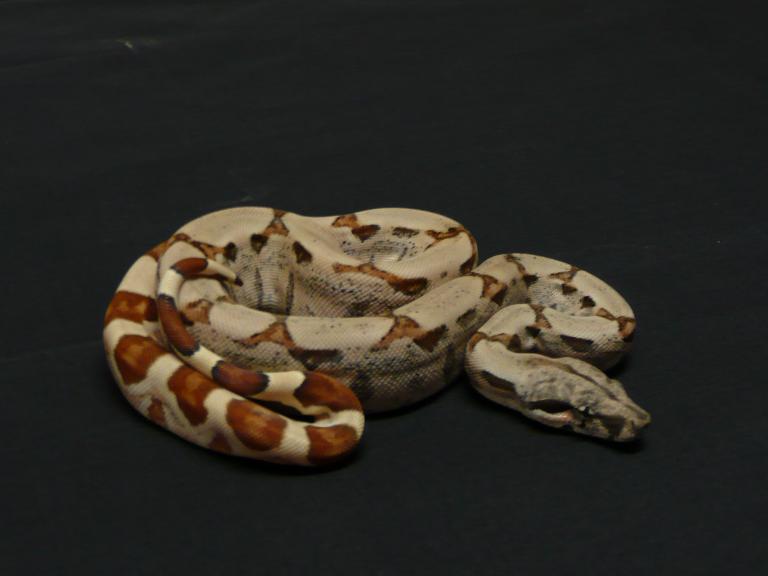 hypo het