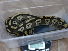 mojave1