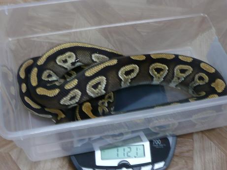 mojave1