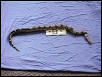 Female Het