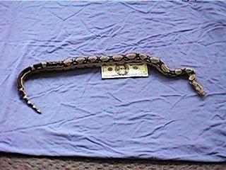 Female Het
