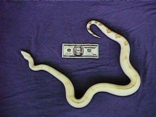 MALE ALBINO 46in.