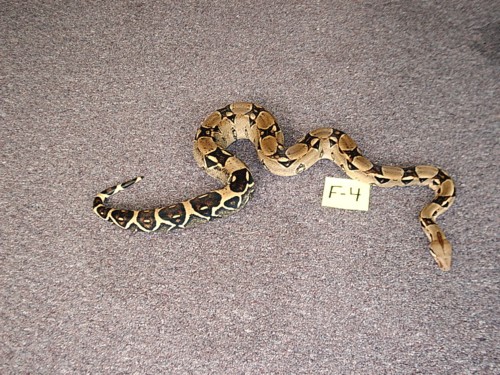 F4- Female