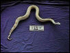 MALE ALBINO