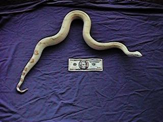 MALE ALBINO