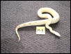 P.K. 46" Male Albino