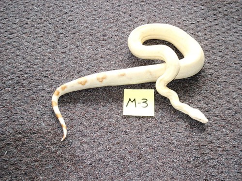 P.K. 46" Male Albino