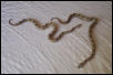 Baby Het For Albinos