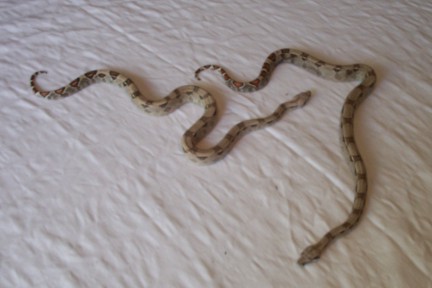 Baby Het For Albinos