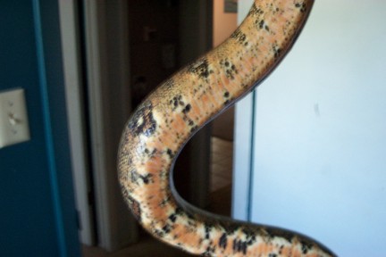 Belly Shot