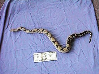 Female Het