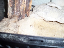 Stendoactylus sthenodactylus