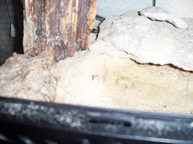 Stendoactylus sthenodactylus