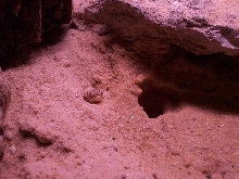 dune gecko peekin out