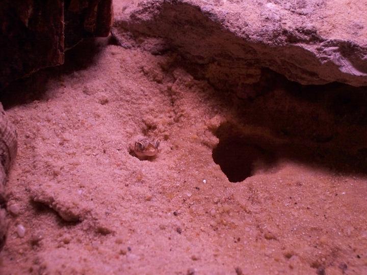 dune gecko peekin out