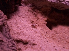 Stendoactylus sthenodactylus