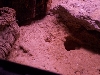 Stendoactylus sthenodactylus
