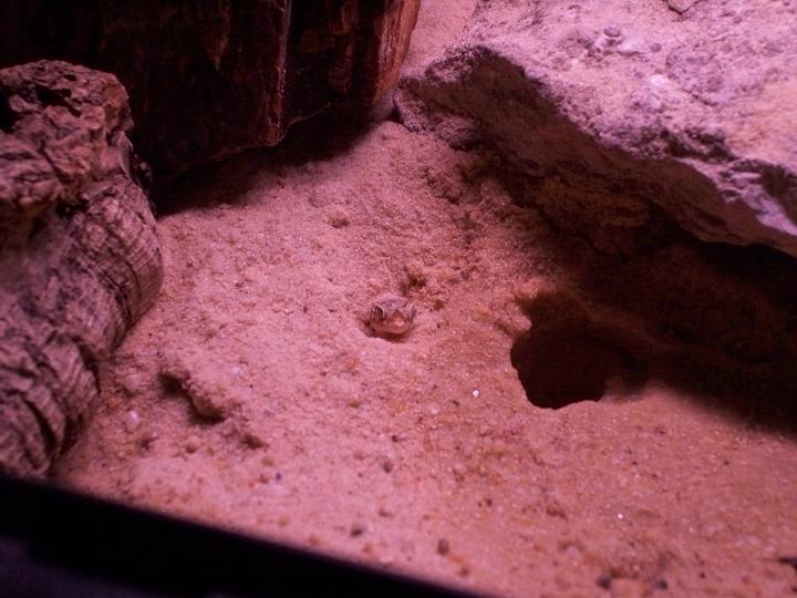 Stendoactylus sthenodactylus