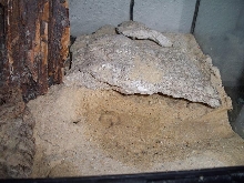 Stendoactylus sthenodactylus