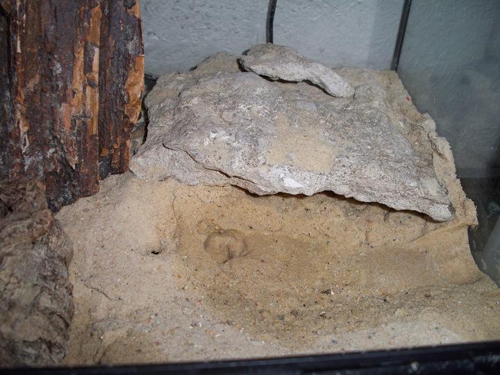 Stendoactylus sthenodactylus
