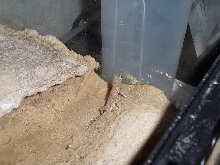 Stendoactylus sthenodactylus