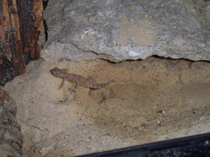 Stendoactylus sthenodactylus