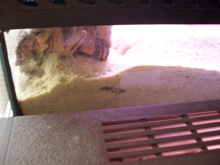 little burrow on front part of cage