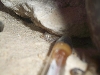 Stendoactylus sthenodactylus