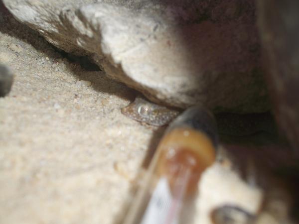 Stendoactylus sthenodactylus