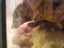 peek-a-boo