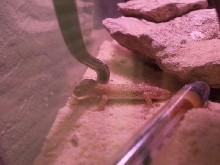 little guy grabbin a cricket