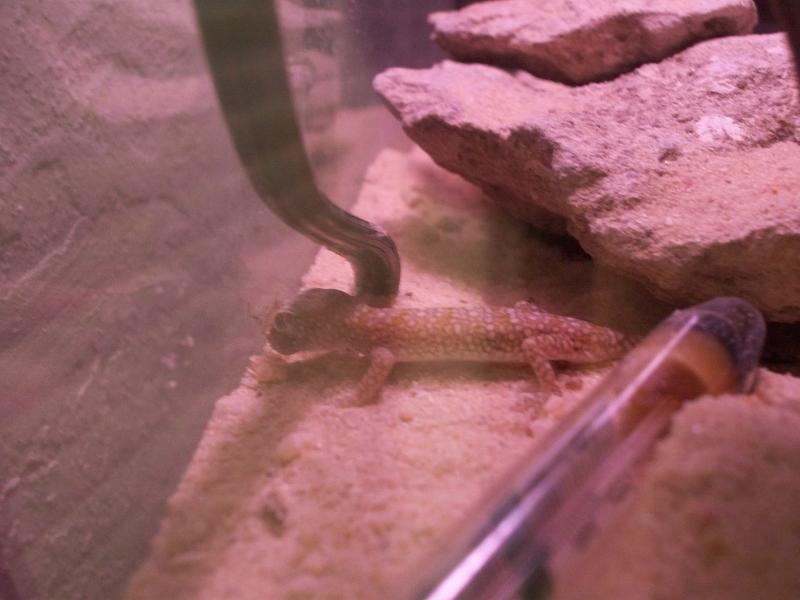 little guy grabbin a cricket