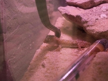 Stendoactylus sthenodactylus