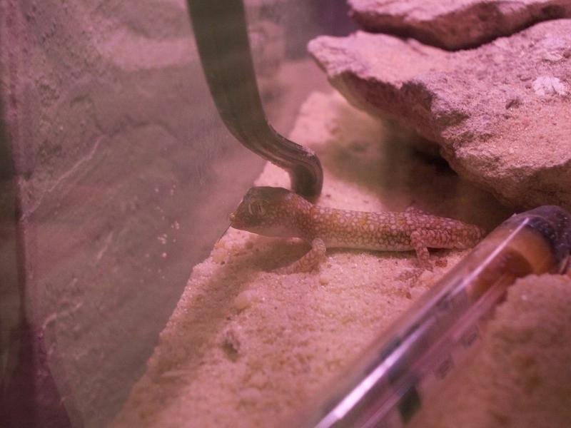 Stendoactylus sthenodactylus