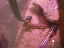 chomp chomp mmm that's a good cricket