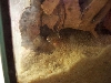 Stendoactylus sthenodactylus