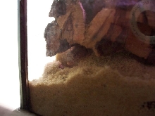 Stendoactylus sthenodactylus