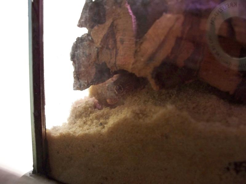 Stendoactylus sthenodactylus